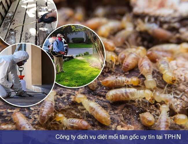 QUY TRÌNH THỰC HIỆN CÁC BƯỚC DIỆT MỐI TẬN GỐC TẠI NHÀ