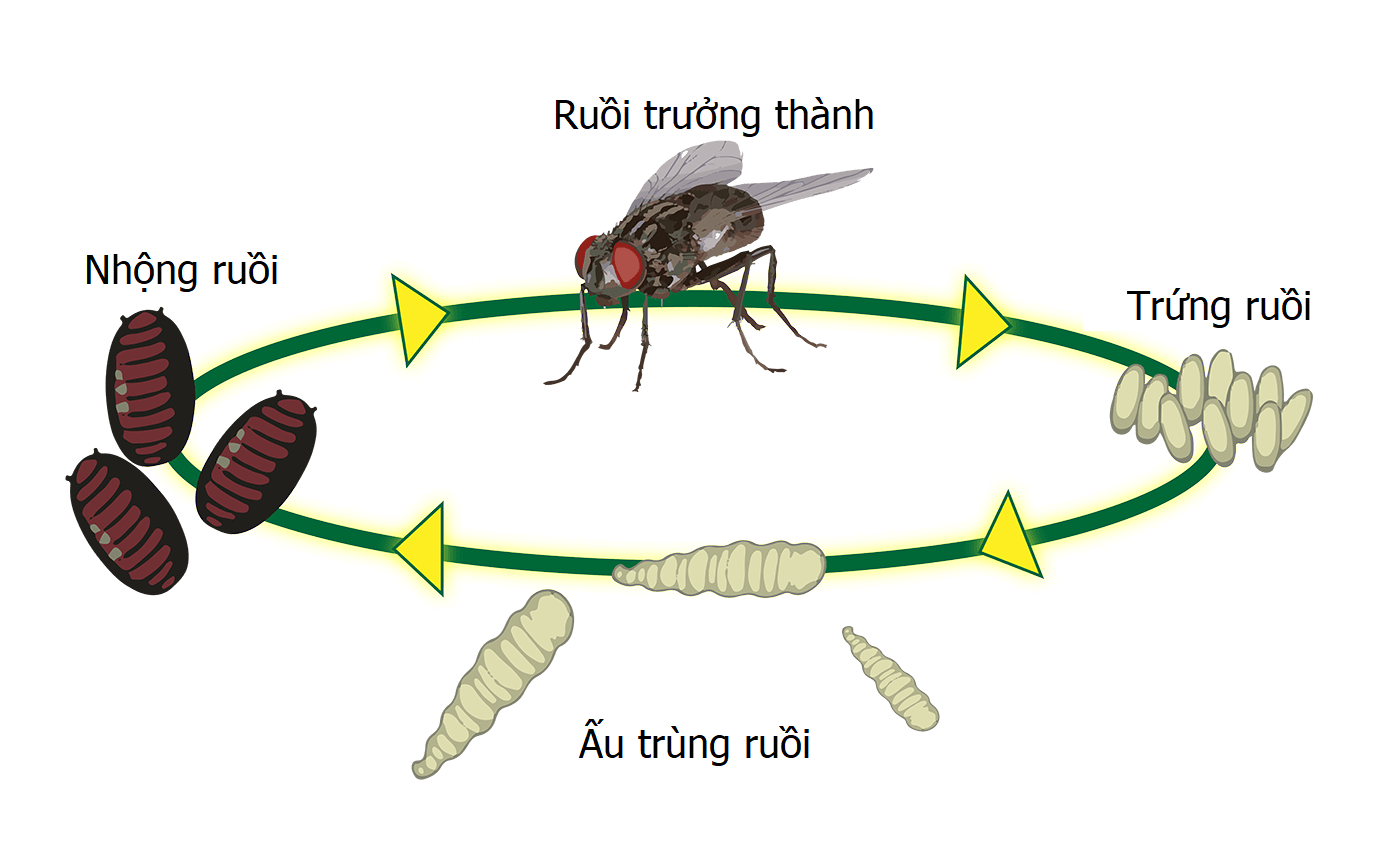 KHUYẾN CÁO VỀ VIỆC DIỆT RUỒI PHÒNG BỆNH