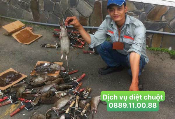 DỊCH VỤ DIỆT CHUỘT TẠI NHÀ